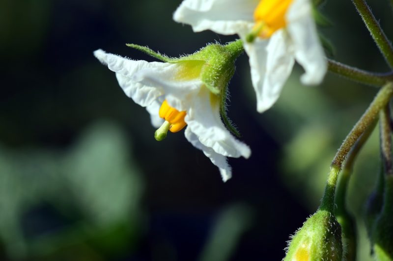 ジャガイモの花