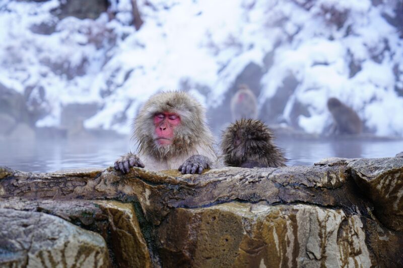 温泉と猿