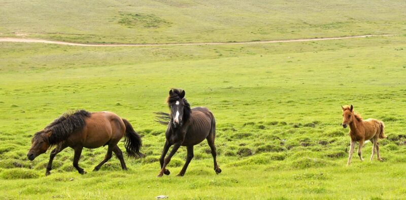 馬と草原