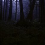 暗い森